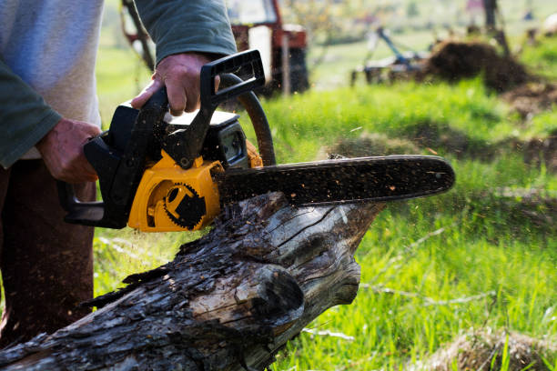 Best Stump Grinding and Removal  in USA